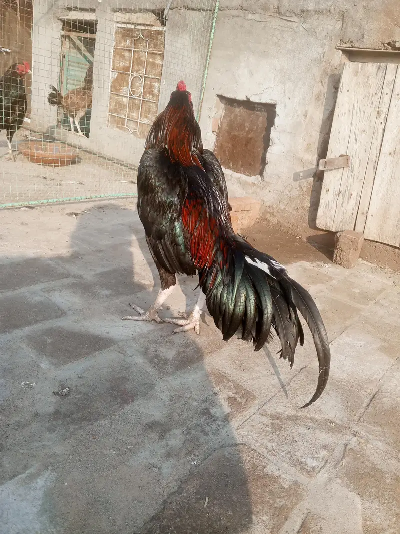 aseel murga — photo 8
