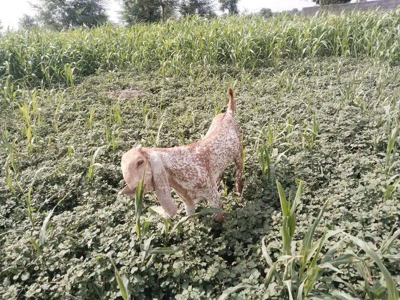 desi Bakra for Sale Mashallah Call 03405796364 — photo 2