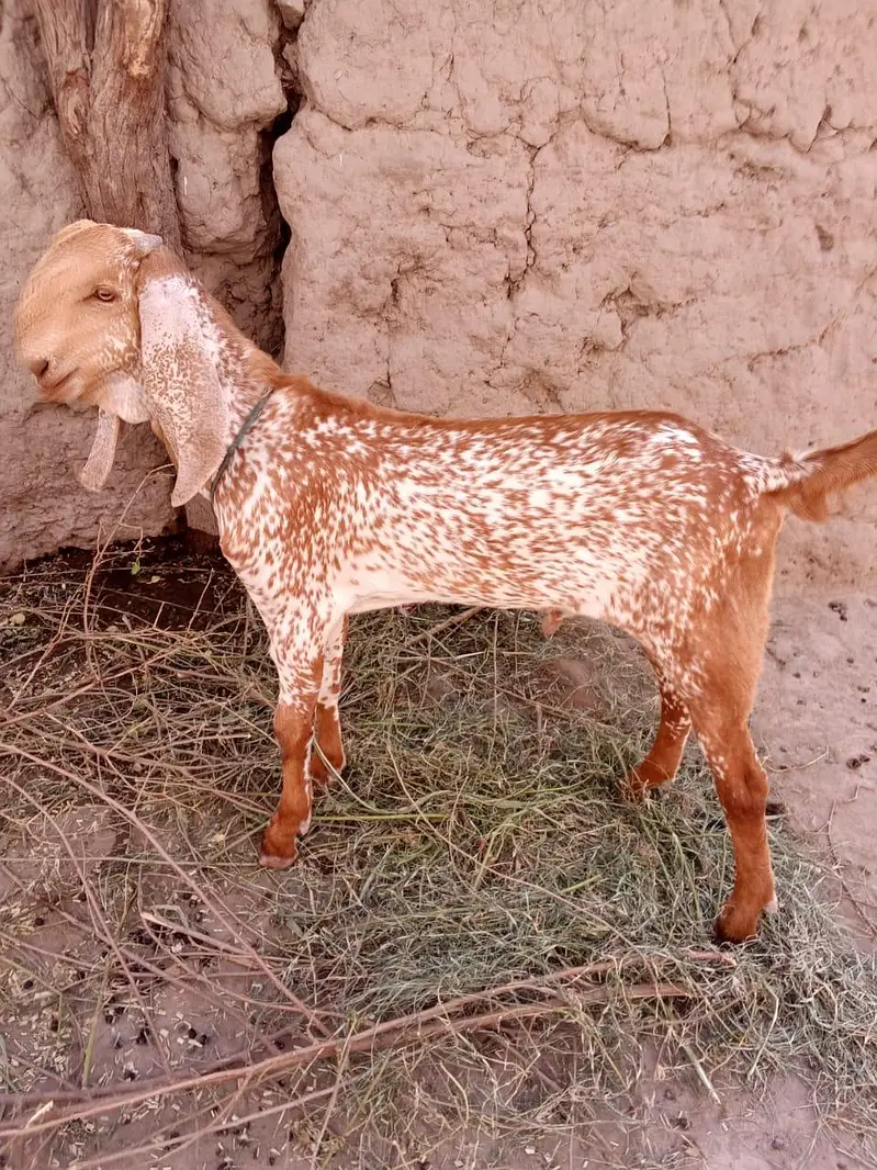desi Bakra for Sale Call  03188945675 — photo 2