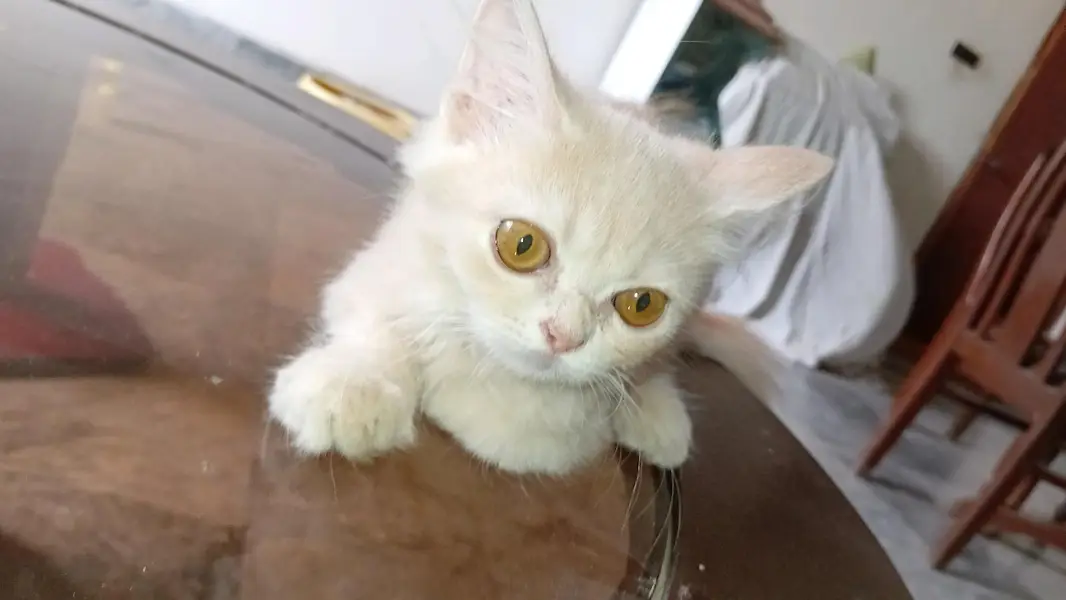 persian kitten long coat  with vaccination card price less hogaye gi — photo 7