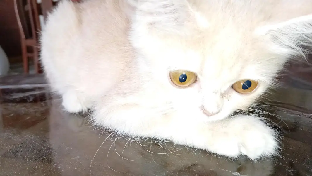 persian kitten long coat  with vaccination card price less hogaye gi — photo 8