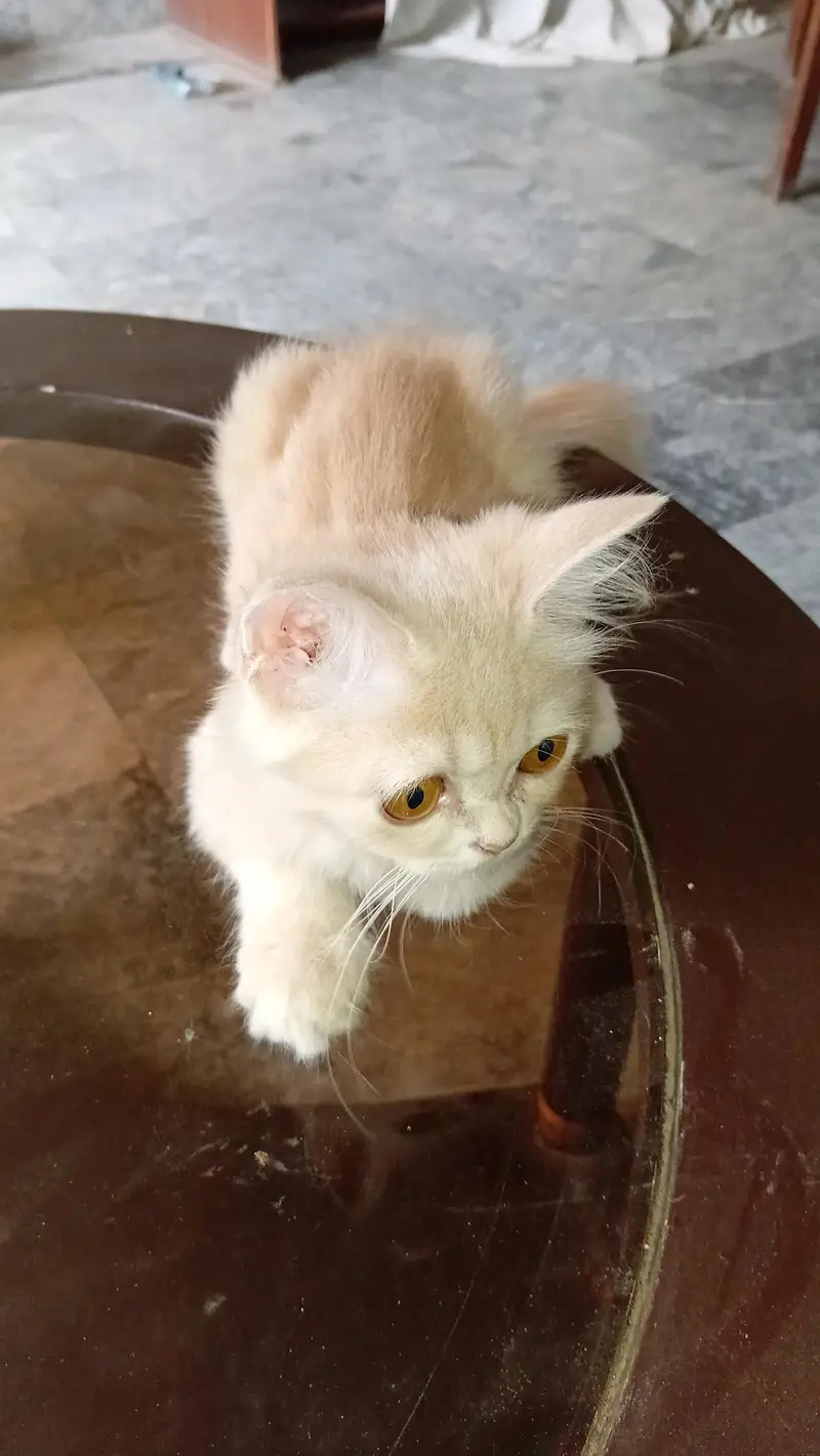 persian kitten long coat  with vaccination card price less hogaye gi — photo 9