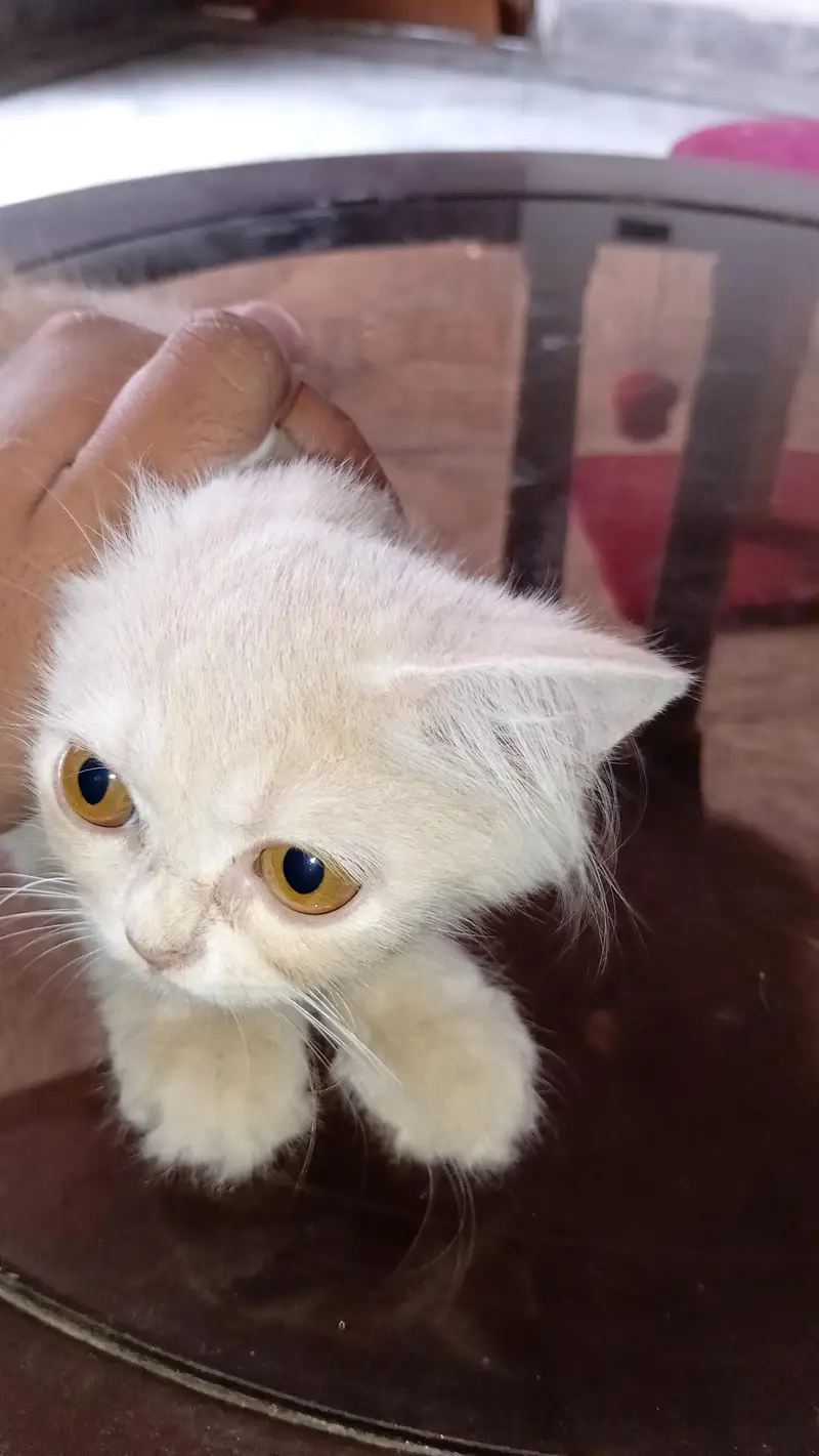 persian kitten long coat  with vaccination card price less hogaye gi — photo 10