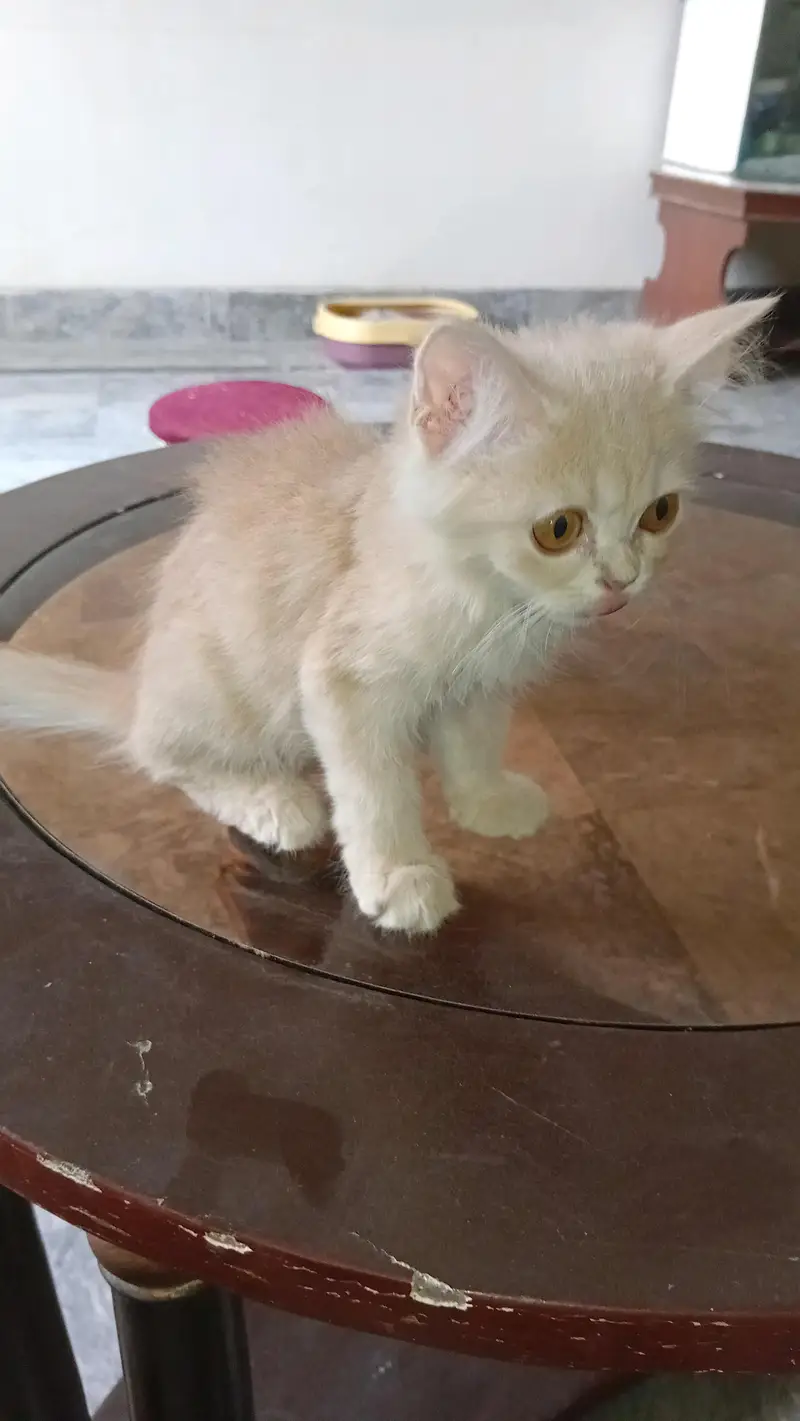 persian kitten long coat  with vaccination card price less hogaye gi — photo 11