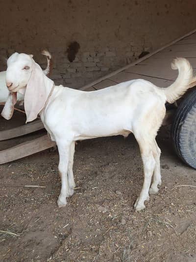 aisi Bakra for sale 03188945675