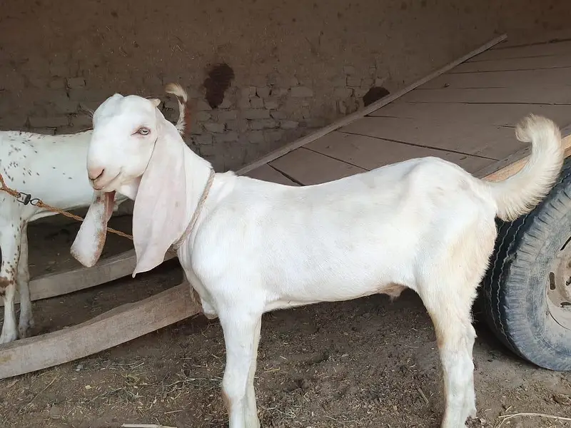 aisi Bakra for sale 03188945675 — photo 2