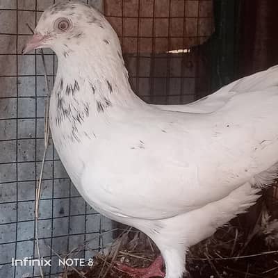 Nice Pigeon