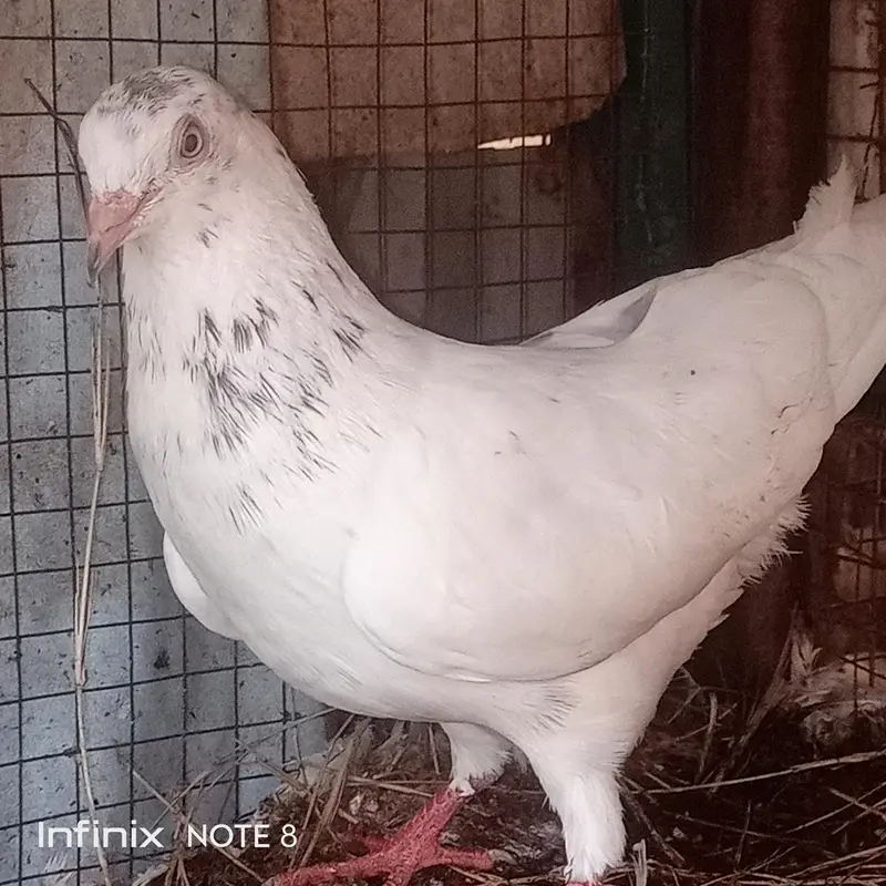 Nice Pigeon — photo 2