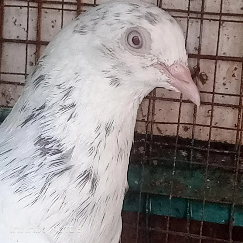 Nice Pigeon — photo 3