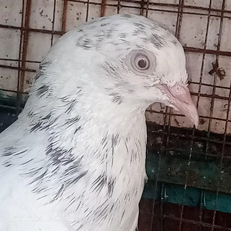 Nice Pigeon — photo 4