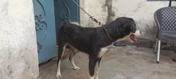Rottweiler