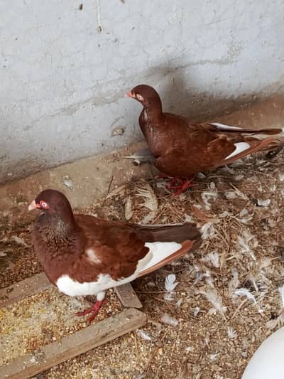 Fancy peagons breader pairs avalaible