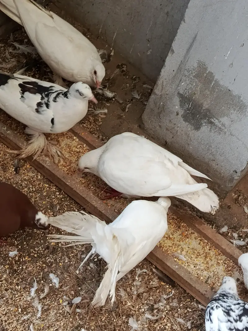 Fancy peagons breader pairs avalaible — photo 8