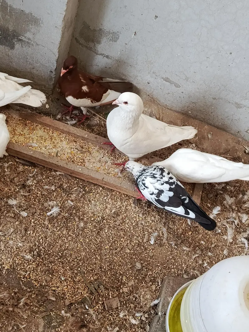 Fancy peagons breader pairs avalaible — photo 9