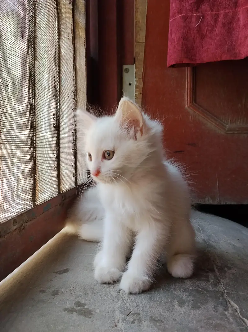 5 cute little persian kittens. . . . . . whatsapp 03037184693 — photo 2