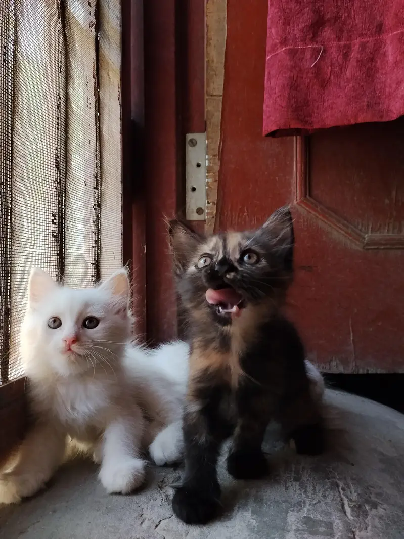 5 cute little persian kittens. . . . . . whatsapp 03037184693 — photo 3
