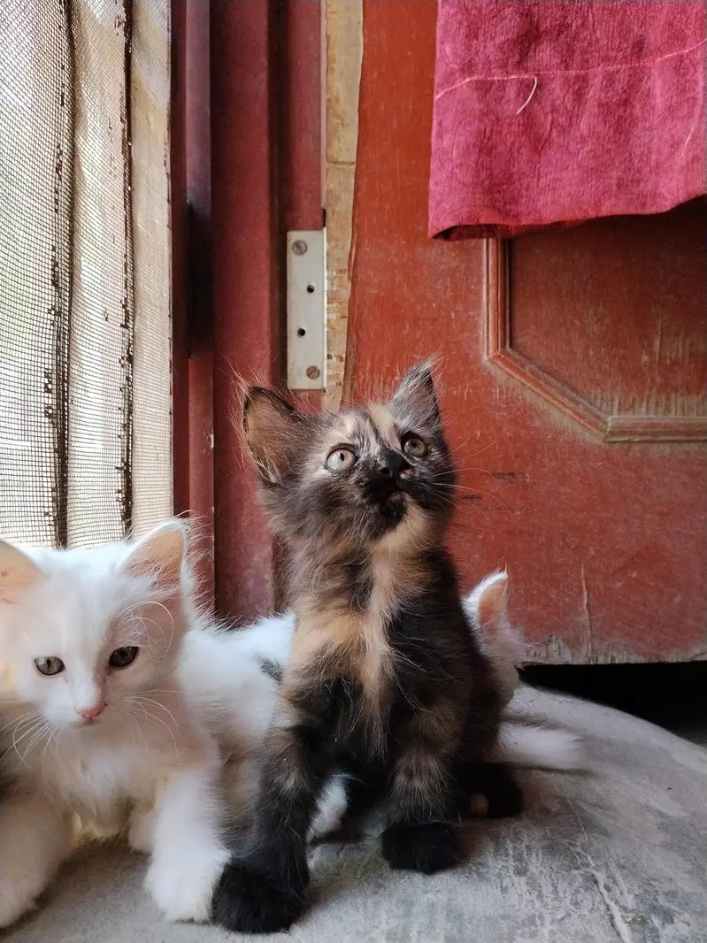 5 cute little persian kittens. . . . . . whatsapp 03037184693 — photo 5