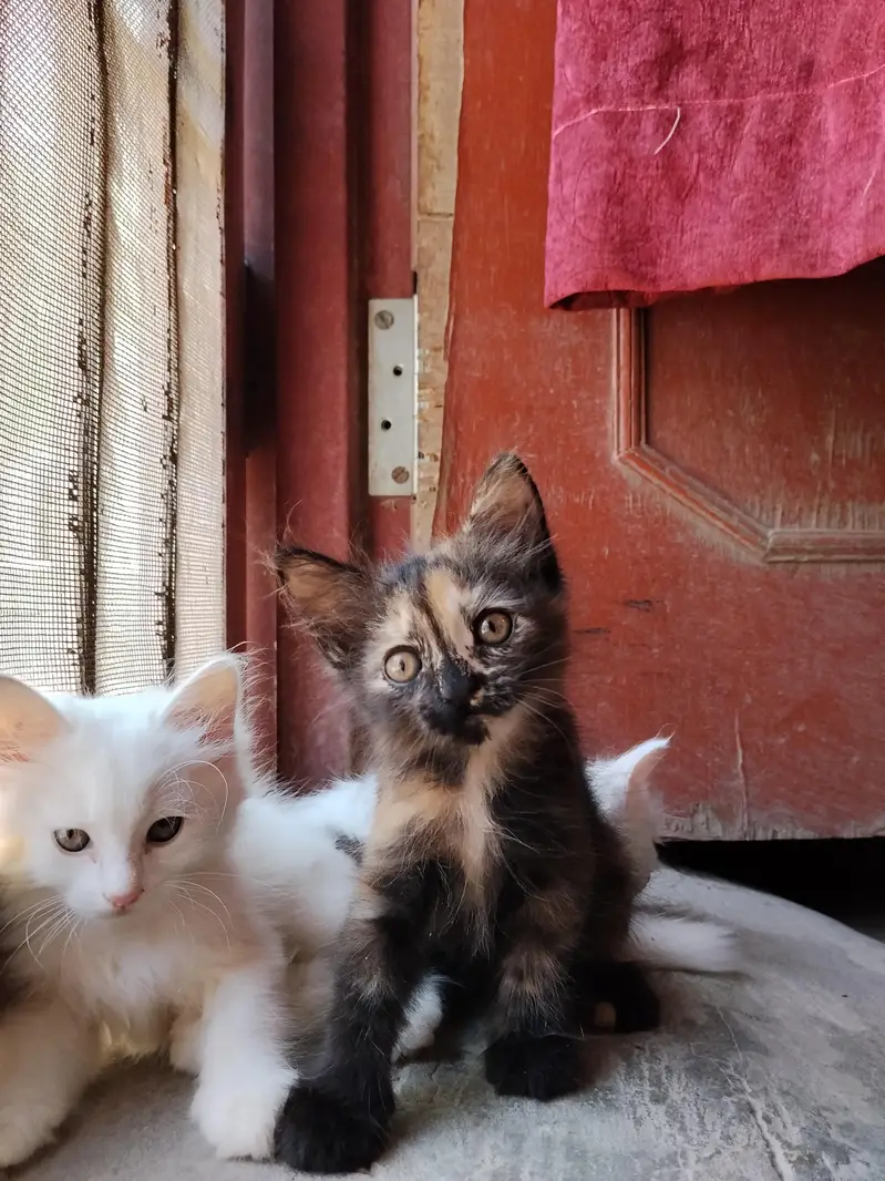 5 cute little persian kittens. . . . . . whatsapp 03037184693 — photo 6