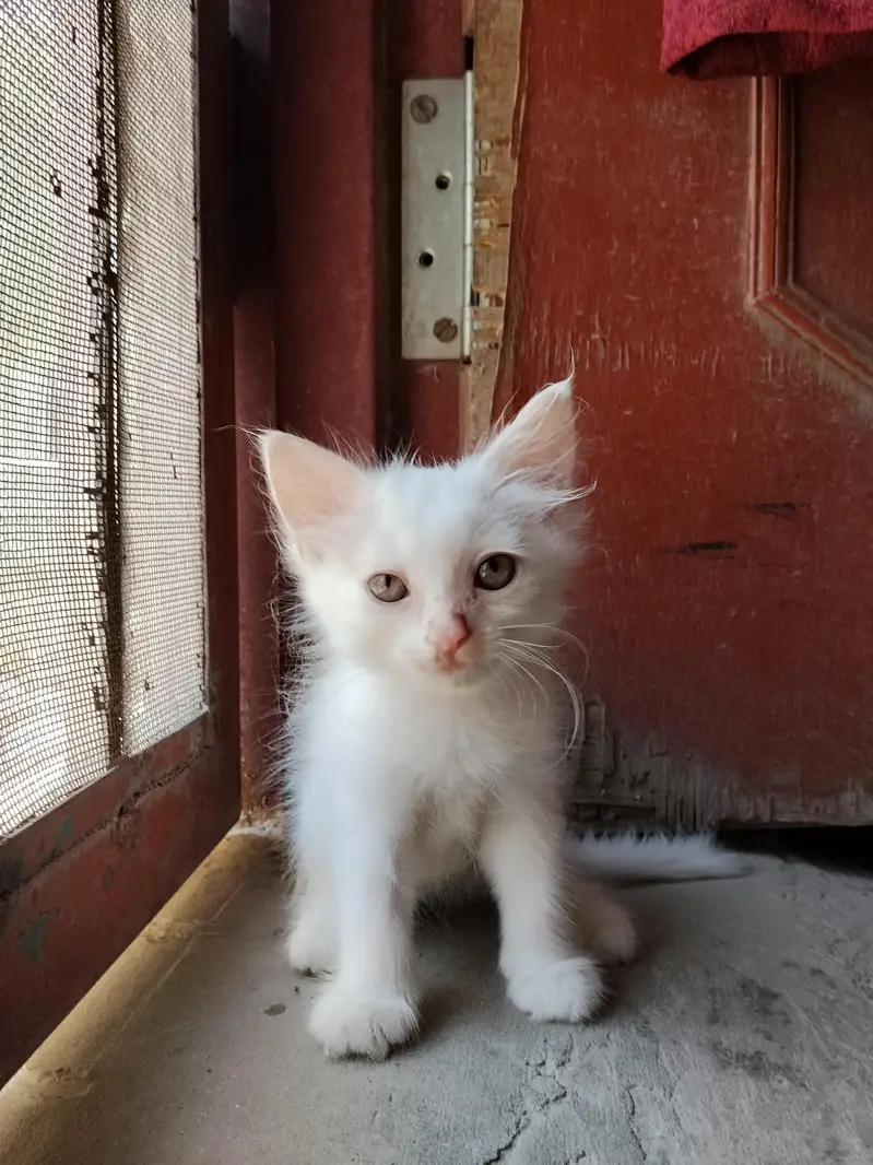 5 cute little persian kittens. . . . . . whatsapp 03037184693 — photo 7