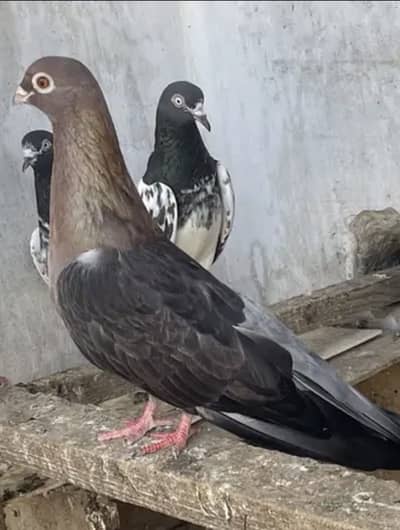 Egyption swift kabotar