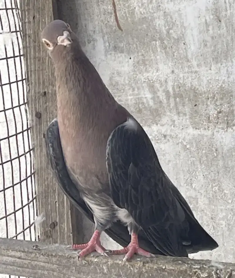 Egyption swift kabotar — photo 3