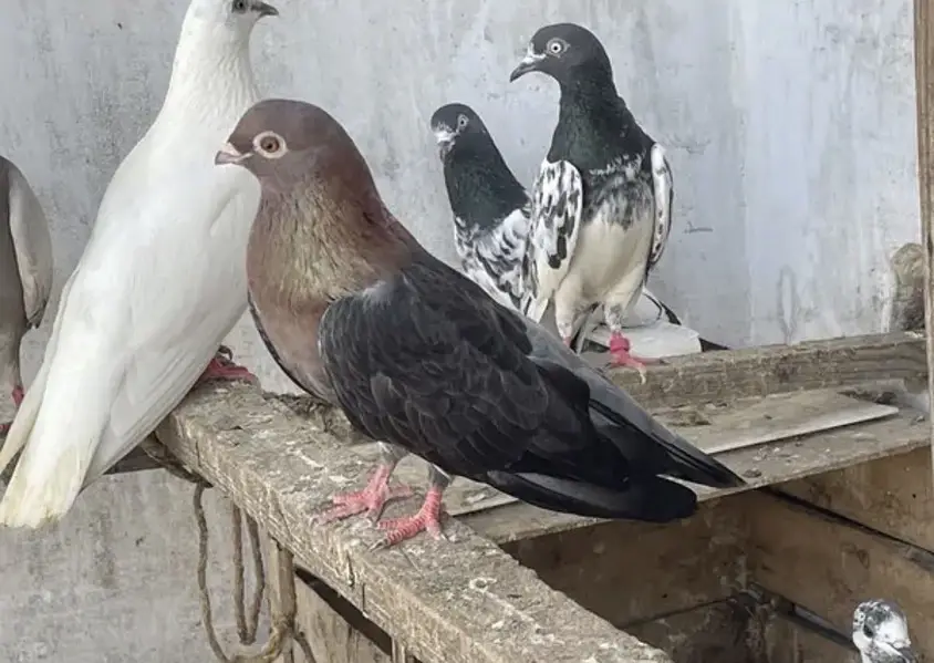 Egyption swift kabotar — photo 4