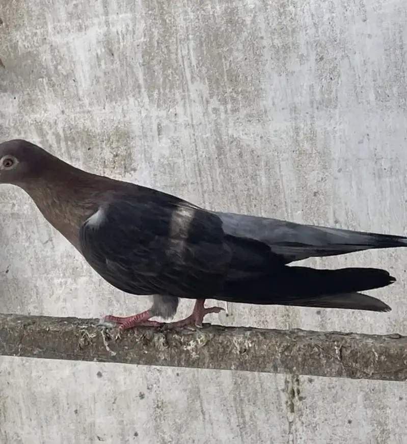 Egyption swift kabotar — photo 6