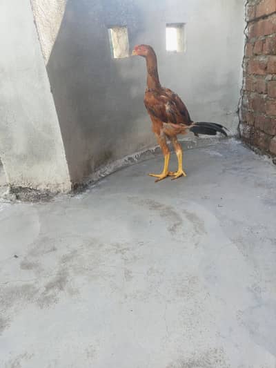 Aseel patha