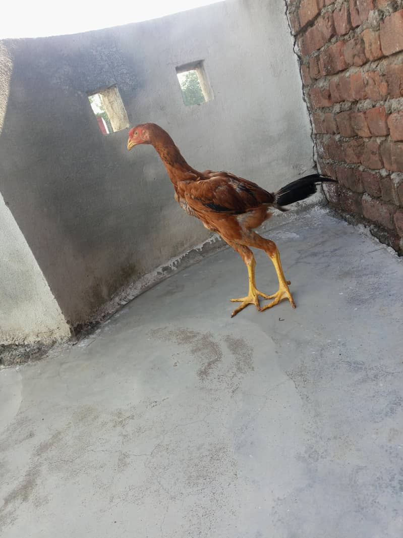 Aseel patha 1