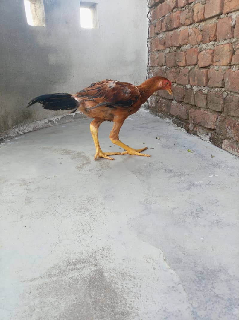 Aseel patha 2