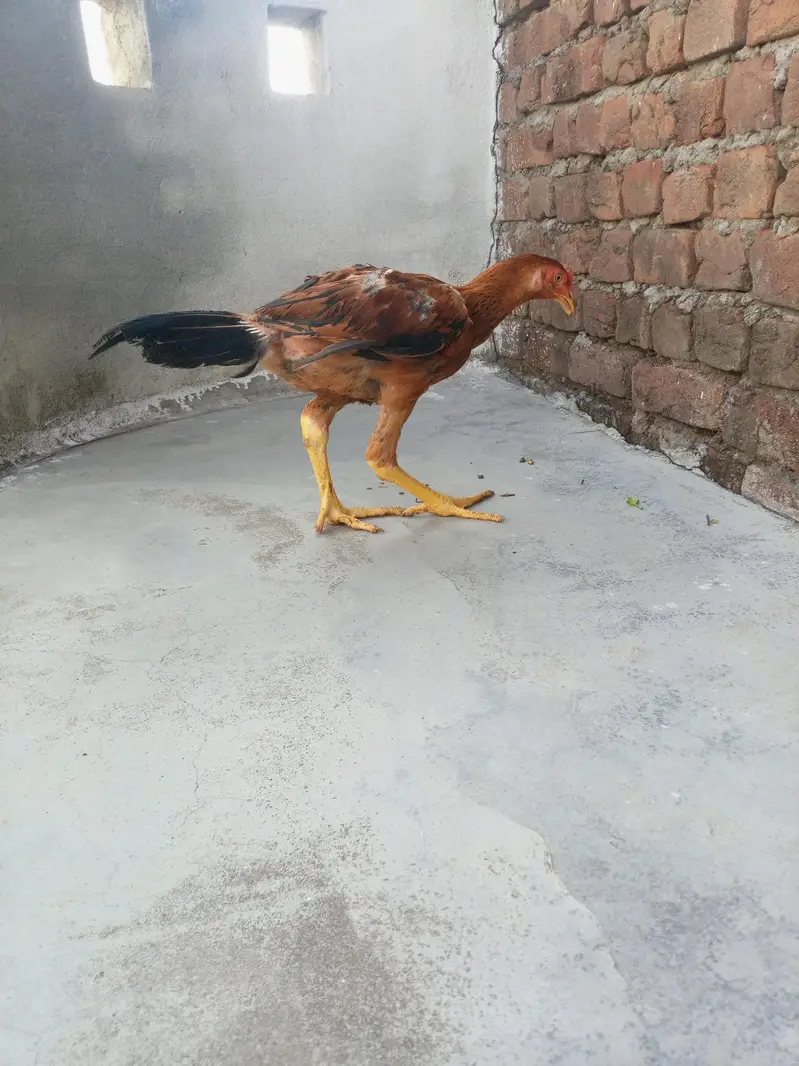 Aseel patha — photo 3