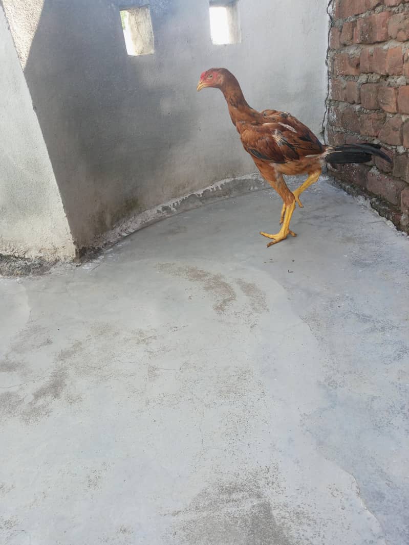 Aseel patha 3
