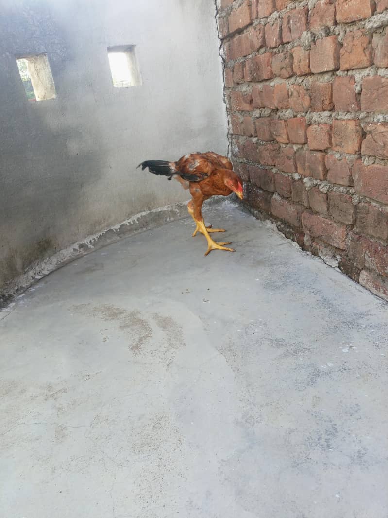 Aseel patha 4