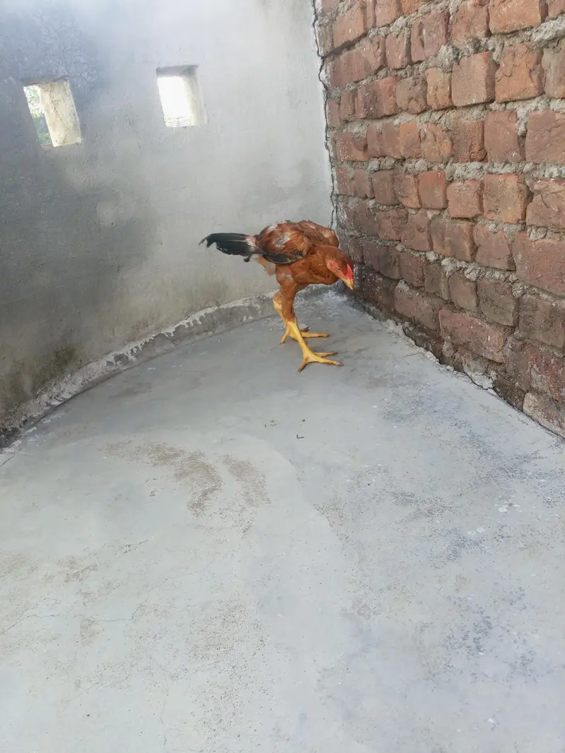 Aseel patha — photo 5