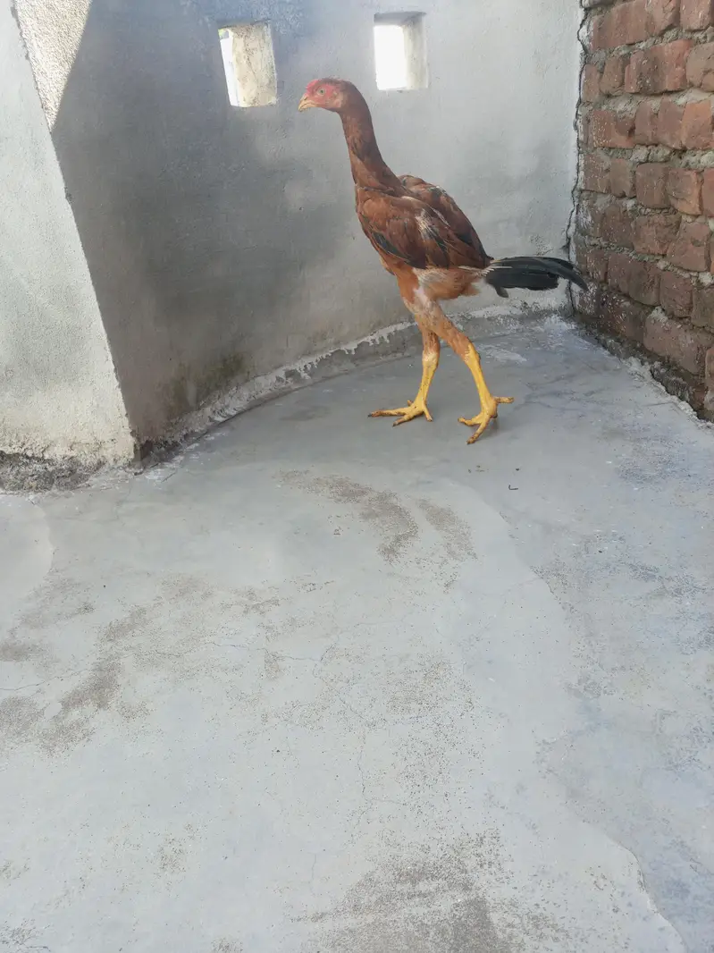 Aseel patha — photo 6