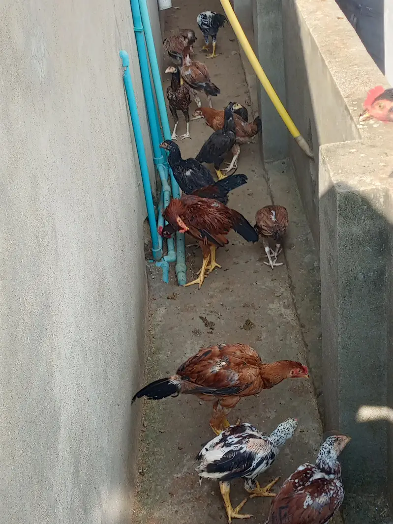 Aseel patha — photo 8