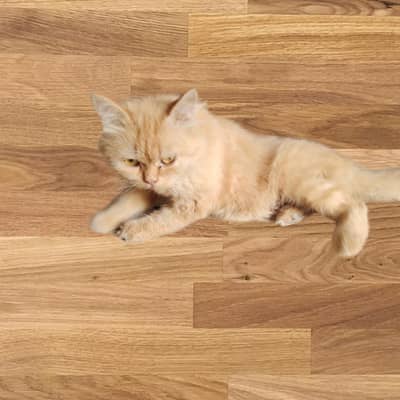 Persian female cat 3rds gen.