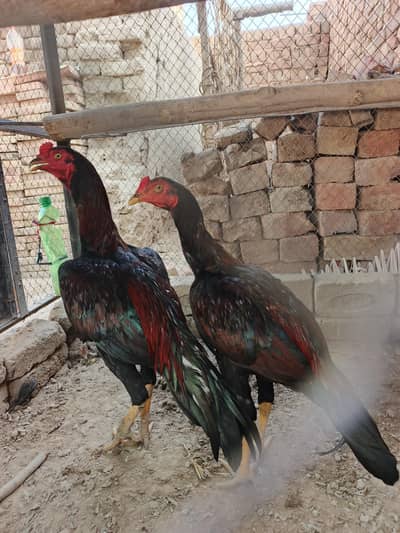 2 Pathay aseel for sale