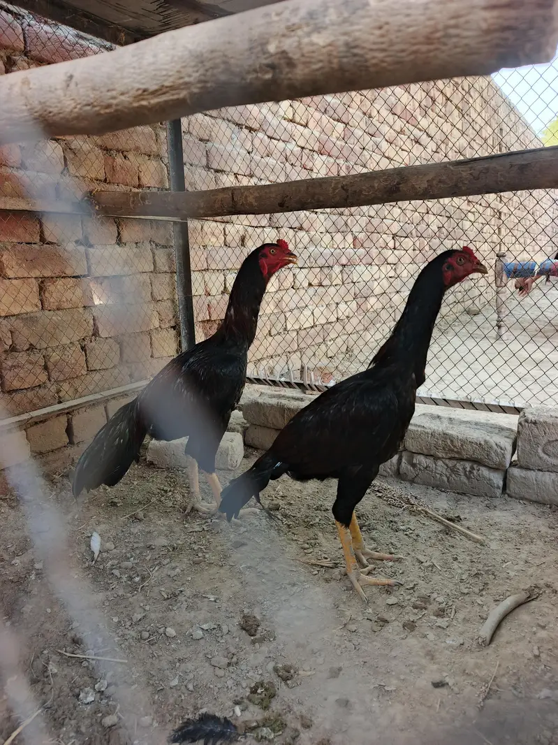 2 Pathay aseel for sale — photo 2