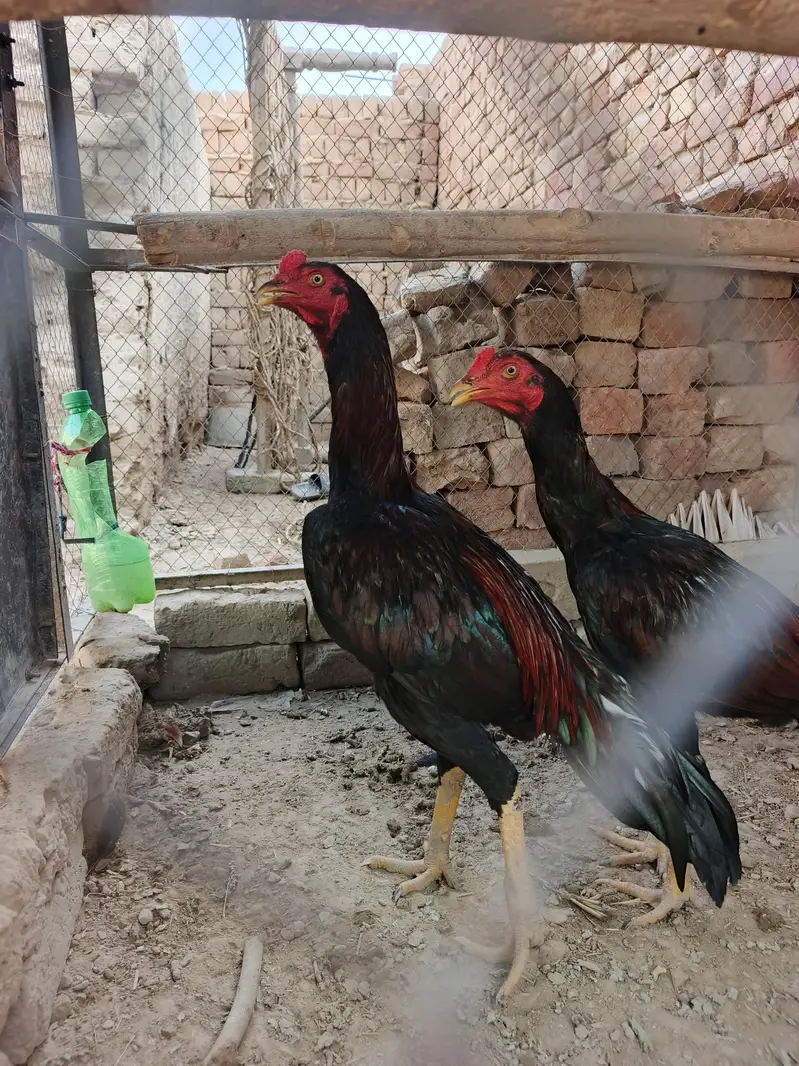 2 Pathay aseel for sale — photo 3