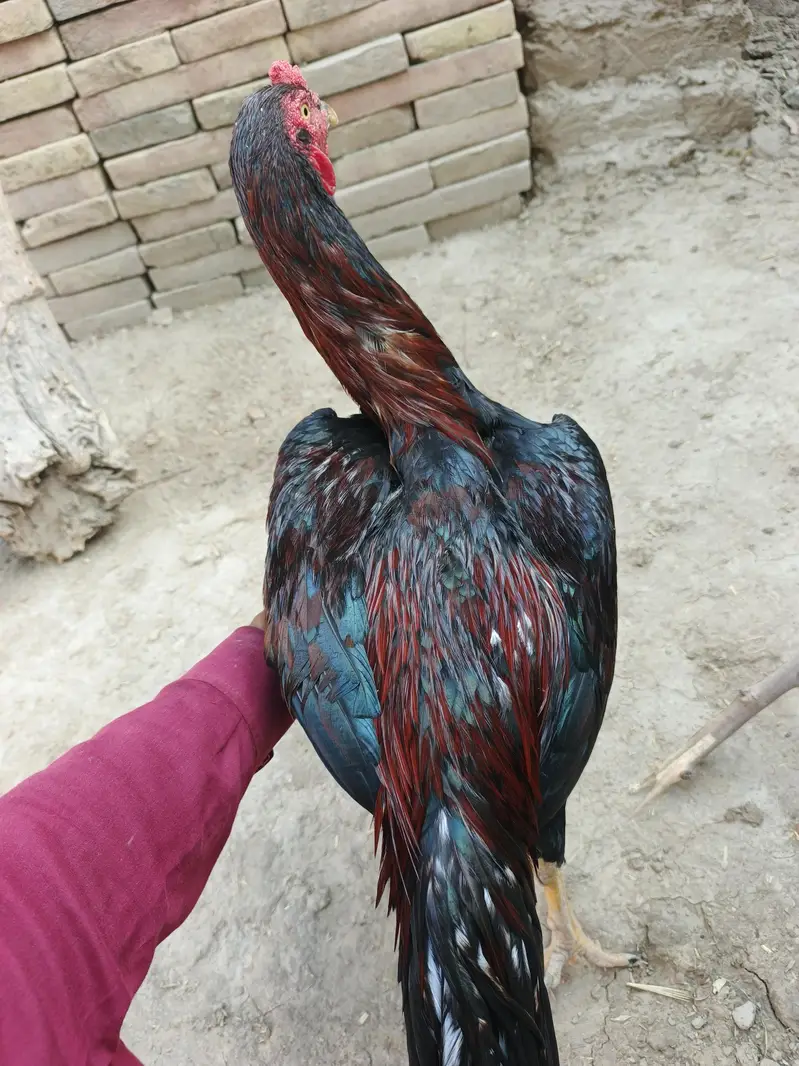 2 Pathay aseel for sale — photo 4
