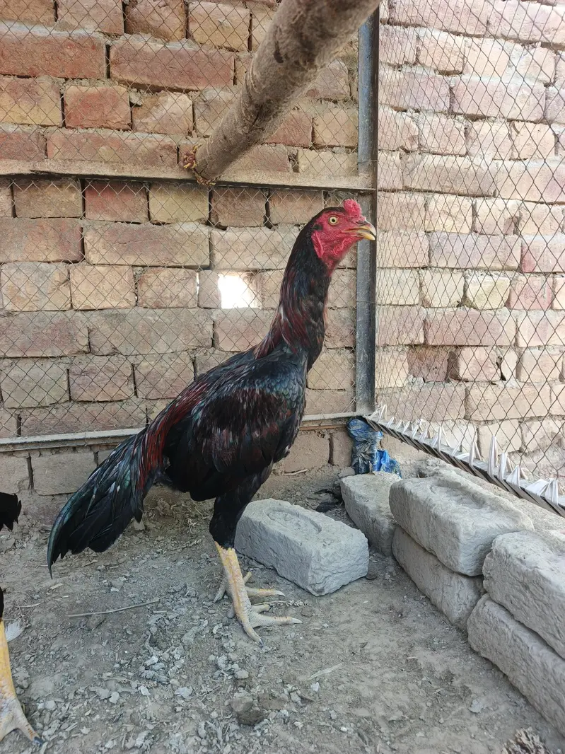 2 Pathay aseel for sale — photo 5
