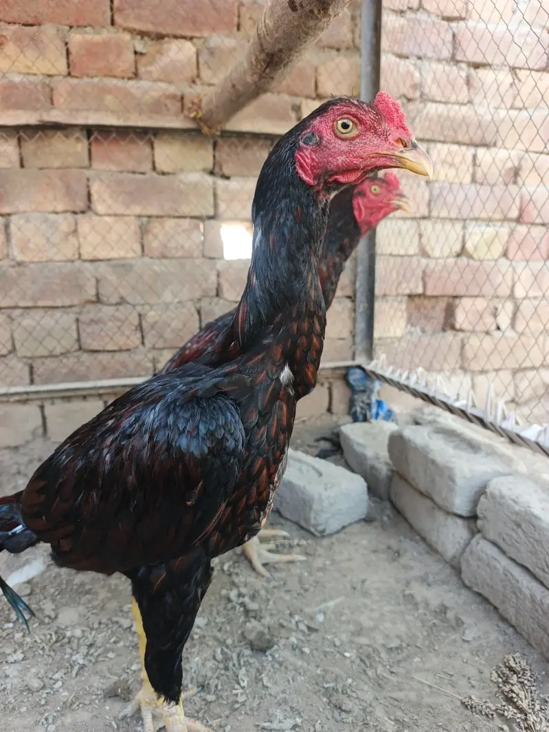 2 Pathay aseel for sale — photo 6