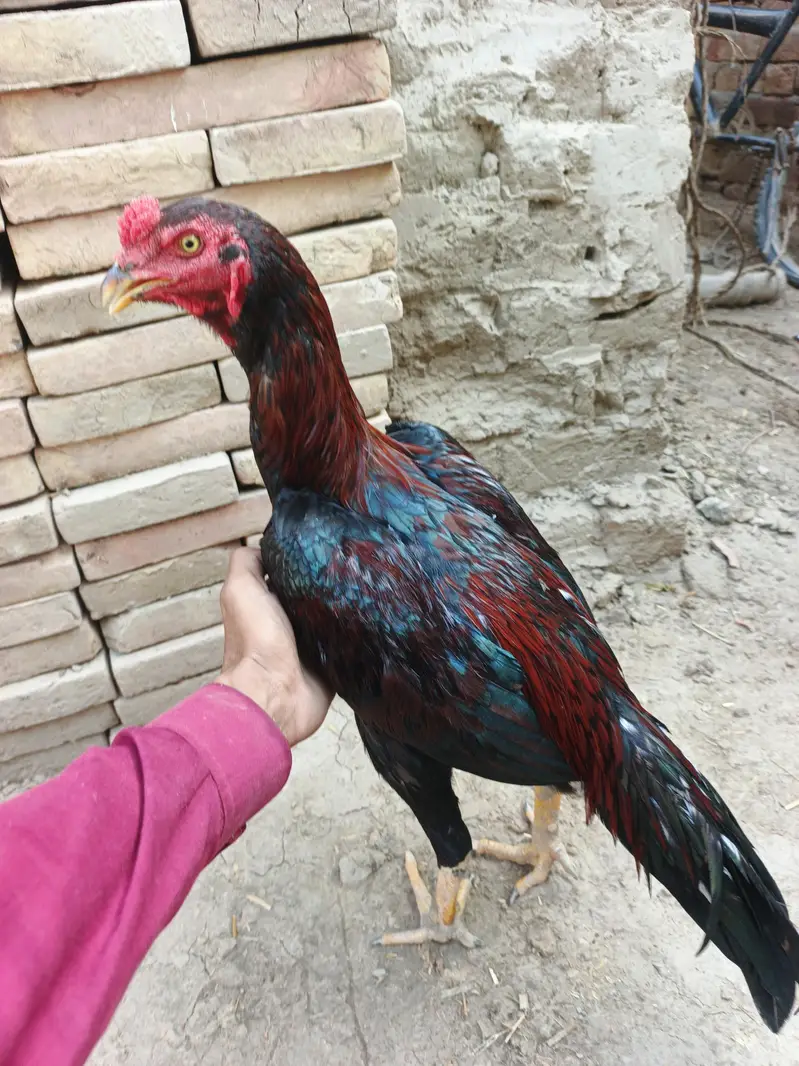 2 Pathay aseel for sale — photo 7