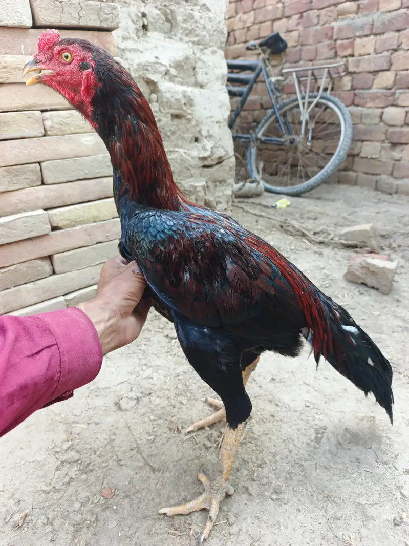 2 Pathay aseel for sale — photo 8
