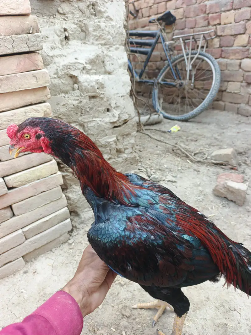 2 Pathay aseel for sale — photo 9