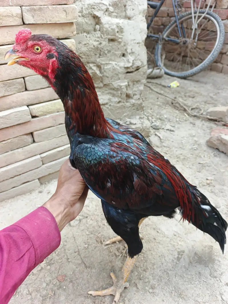 2 Pathay aseel for sale — photo 10