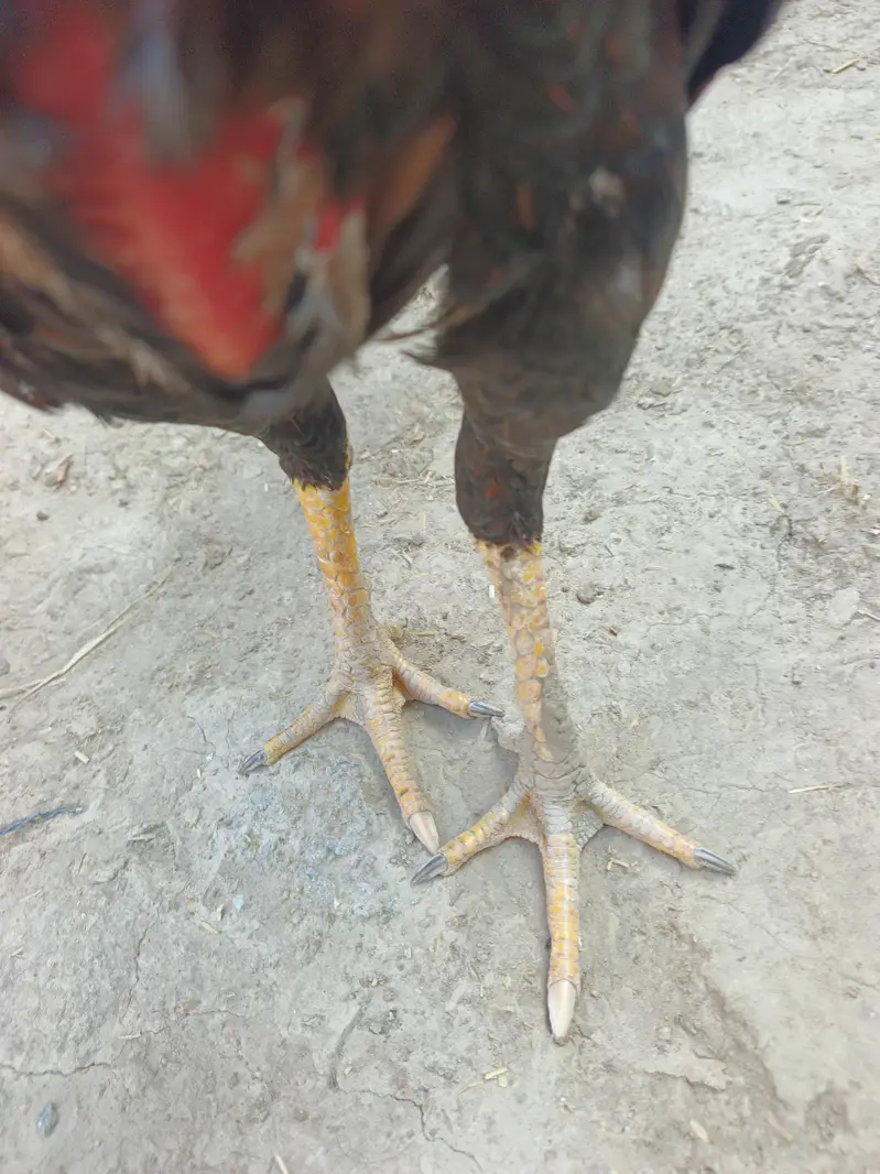 2 Pathay aseel for sale — photo 11