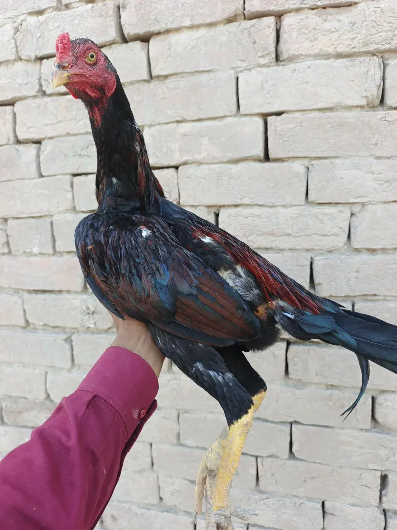2 Pathay aseel for sale — photo 12