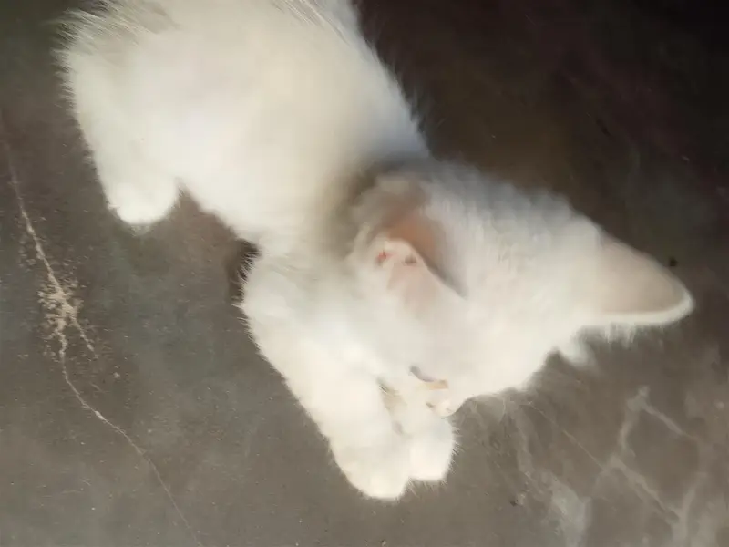 Persian kitten for sale age 1.5 month blue eyes — photo 2